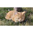thumbnail image 2 of Hi- Line Gift 87699-A Kitten Sleeping Orange Tabby Cat Statue, 2 of 2