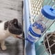 thumbnail image 3 of Piezas de botella de agua para animales pequeños, sin goteo, 845 Oz/250ml, adecuada para mascotas pequeñas/conejo/hurón/hámster/conejillo de indias, 3 of 5