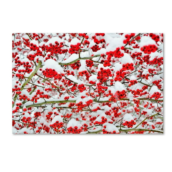 Trademark Fine Art "Winter Berries in the Snow" Canvas Art by Kurt Shaffer