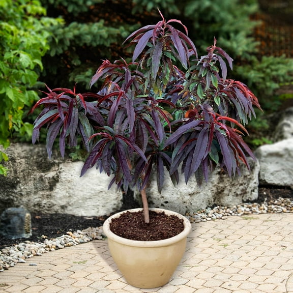 Bonfire Patio Flowering Peach (Prunus) Dormant Bare Root Starter Ornamental Tree (1-Pack)