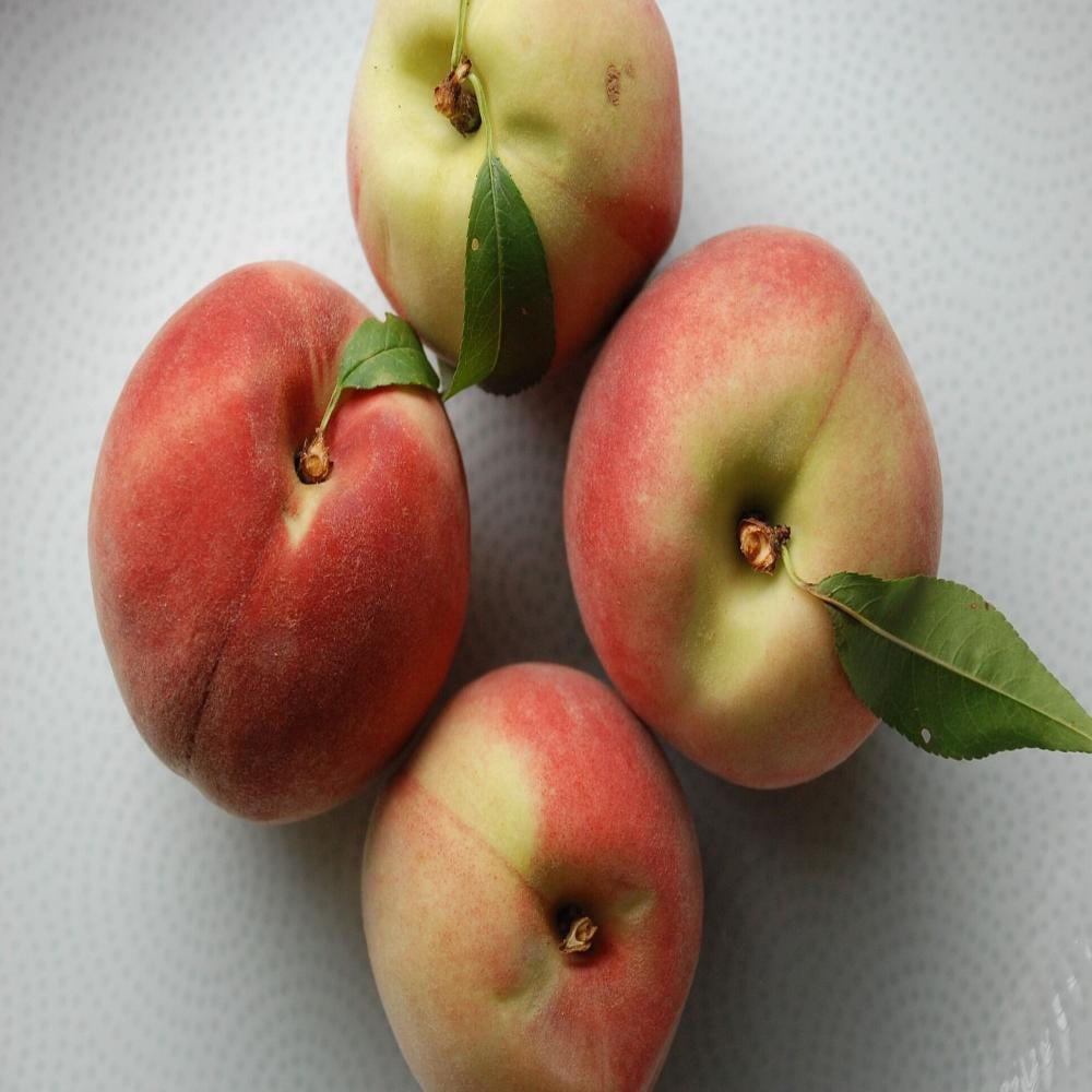 Expert Gardener 3-4 ft tall China Pearl Peach Live Tree in 7-Gallon Grower Pot