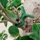 thumbnail image 1 of GOOHOCHY 50Ud Clips Soporte Para Plantas Y Enredaderas Resistentes Y Reutilizables, 1 of 7