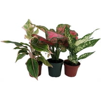 Chinese Evergreen Assortment- 3 plants in 4" Pots