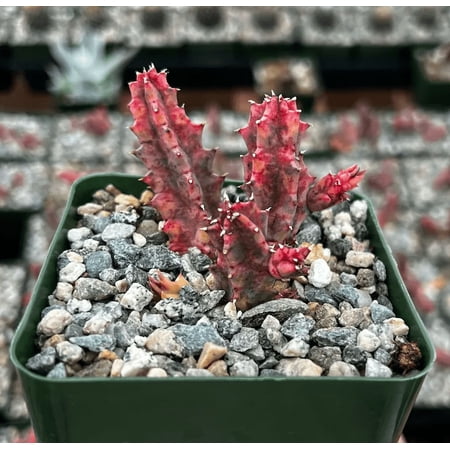Rare Variegated Huernia Zebrina Plant Live for Planting - Pink Succulent Plant for Indoor Outdoor - 3 Inch Pot