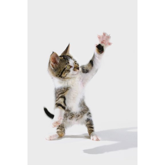 Kitten Canvas Art - Thomas Kitchin & Victoria Hurst  Design Pics (11 x 17)