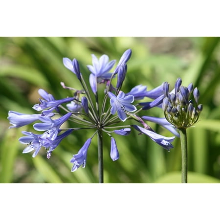 LAMINATED POSTER Nature Flower Garden Plant Agapanthus Flowers Poster Print 24 x