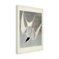 thumbnail image 2 of John James Audubon 'Great Tern' Canvas Art, 2 of 3