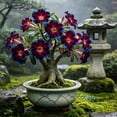 thumbnail image 2 of Premium Desert Rose For Planting-Exquisite Variegated Blossoms-Ideal Yard & Patio Decor(Non-Artificial), 2 of 7