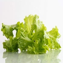 Tango Lettuce Seeds - 100 Seed Pack - One of The Standard Varieties for Many Growers. A Very Adaptable Variety with Deeply Cut Leaves. - Country Creek LLC