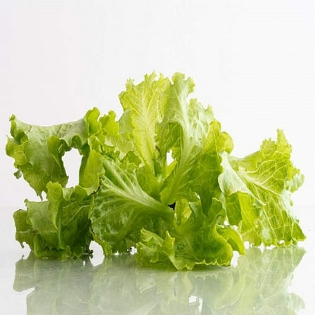 Tango Lettuce Seeds - 200 Seed Pack - One of The Standard Varieties for Many Growers. A Very Adaptable Variety with Deeply Cut Leaves. - Country Creek LLC