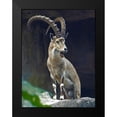 thumbnail image 2 of Fitzharris, Tim 15x18 Black Modern Framed Museum Art Print Titled - Nubian Ibex Male, 2 of 5