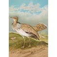 thumbnail image 3 of Johann Friedrich Naumann 14x18 Black Modern Framed Museum Art Print Titled - Houbara Macqueeni Gray, 3 of 5