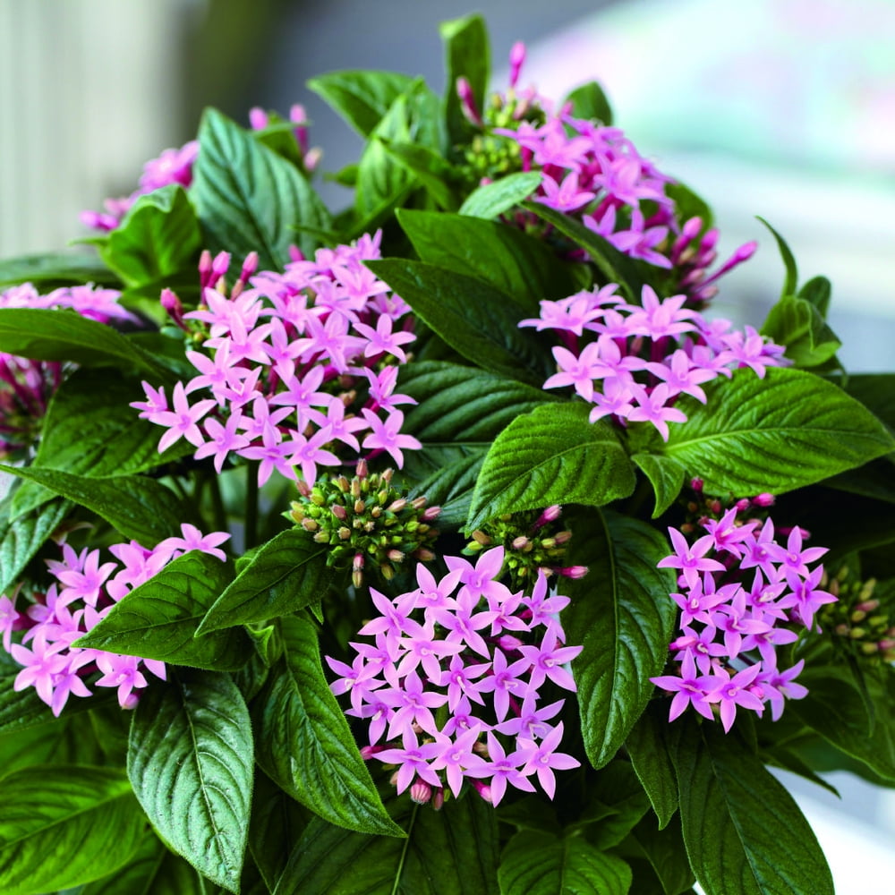 Costa Farms Live Outdoor 12in. Tall Pink Pentas Flower, Full Sun, Plant in 1qt. Pot, 8pack