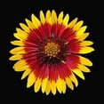 thumbnail image 3 of Reynolds, Richard 20x20 Black Modern Framed Museum Art Print Titled - Blanket Flower, 3 of 5