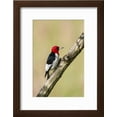 thumbnail image 2 of RedHeaded Woodpecker Melanerpes Erythrocephalus Male Perched, Framed Art Print Wall Art by Larry Ditto Sold by Art.Com, 2 of 5