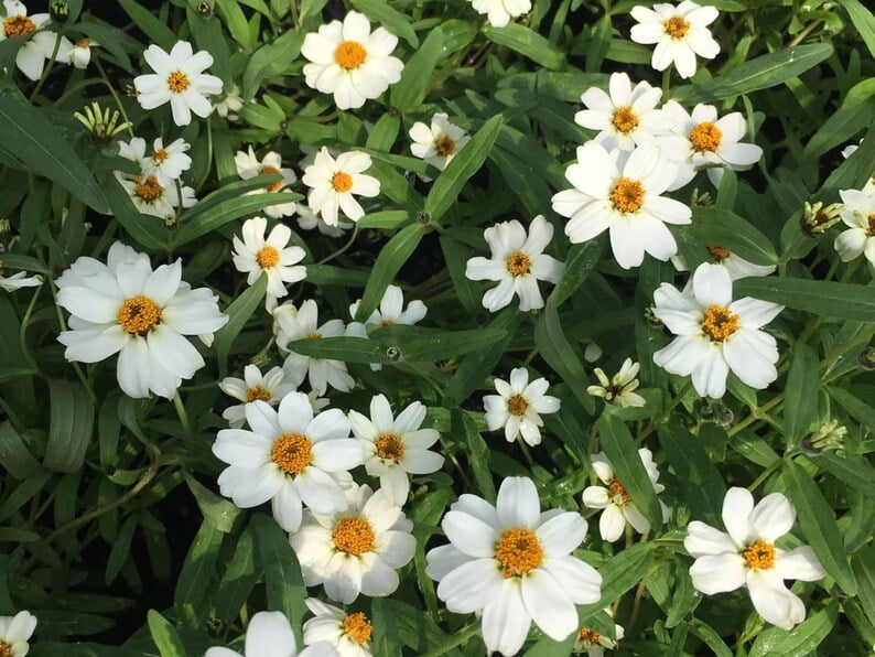 30 Seeds Crystal White Zinnia angustifolia - Open-Pollinated Flower Seeds for Planting