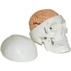 Walter Products Human Skull with Brain