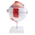 thumbnail image 3 of Modelo Globo ocur 3D CUTICAT 6 partes 3 veces agrandado, 3 of 8