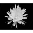 thumbnail image 2 of Straatsma, Leah 24x20 Gold Ornate Wood Framed with Double Matting Museum Art Print Titled - Modern BW Floral 2, 2 of 4