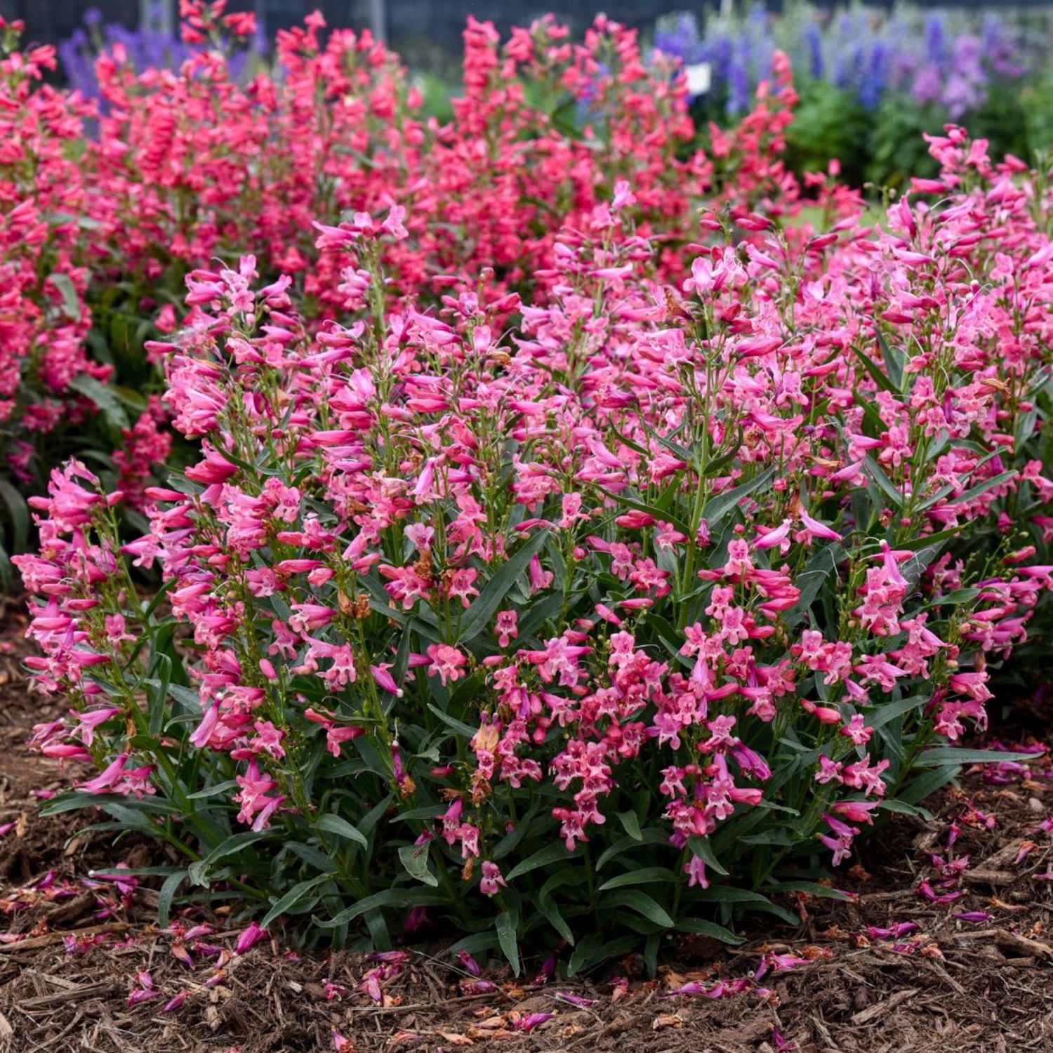 Proven Winners 6" Bejeweled 'Pink Pearls' Bearded Penstemon Live Plant in 7.5" Pot