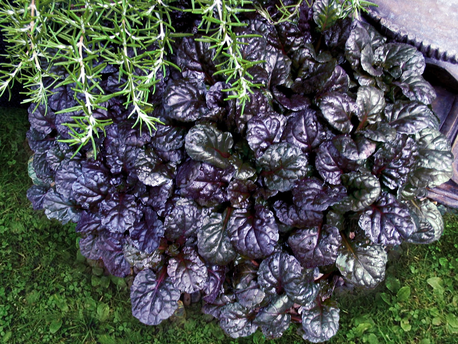 Expert Gardener Outdoor Live Plant Ajuga Bugleweed Purple 2.5QT, Part Shade