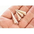 thumbnail image 3 of Florida Shells & Gifts 100 Count Small Purple Turretella Craft Shells, 1/2"-1 1/2", 3 of 4