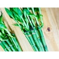 thumbnail image 3 of Live Lucky Bamboo 18&rdquo; Plants, 3 of 5