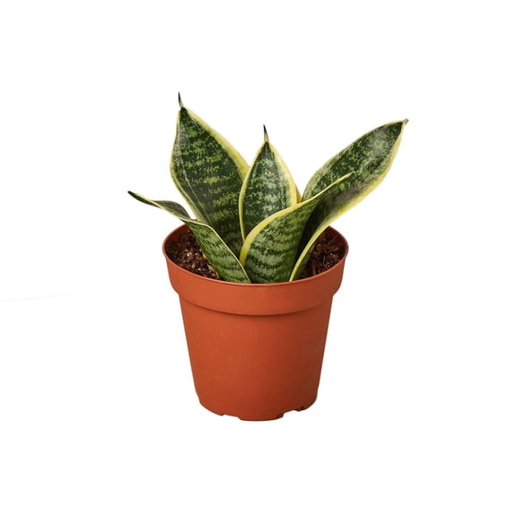 Snake Plant Laurentii Dwarf, 4" Pot, Indoor Houseplant, Easy Care, Live Plant for Indoor & Outdoor