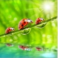thumbnail image 2 of Funny Picture Of The Ladybugs Family Running On A Grass Bridge Over A Spring Flood, Animals Botanical Scenic Stretched Canvas Wall Art by Kletr Sold by Art.Com, 2 of 2