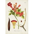thumbnail image 2 of Unknown  13x18 Black Ornate Wood Framed with Double Matting Museum Art Print Titled - Tropical Trumpet Flowers I, 2 of 4