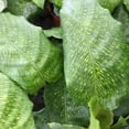 thumbnail image 2 of Calathea Musaica - Network Prayer Plant - Live Plant in a 6 Inch Growers Pot - Calathea Musaica 'Network' - Beautiful and Elegant Indoor Houseplants from The Nursery, 2 of 6