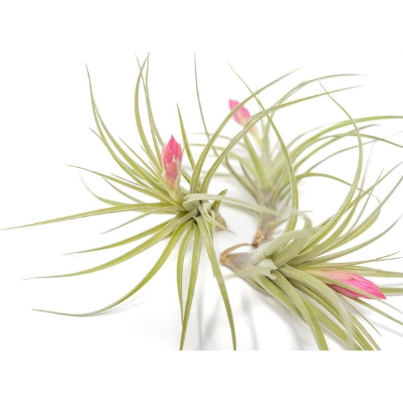 (Pack of 5) Tillandsia Stricta Aeranthos Hybrid Air Plants - Blooms Vary Due to Seasonality - Wholesale and Bulk - Succulents - Live Tillandsia - Easy Care House Plants by Air Plant Shop