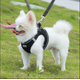 thumbnail image 2 of Arnés tipo chaleco universal ajustable, transpirable y reflectante para perros y cachorros, con correa para pasear (L), 2 of 3