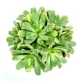 thumbnail image 4 of Aeonium Emerald Ice (4"+ Clay Pot) - Tiny, Lovely, and Easy to Care Rosette Succulent - Live Rosette Succulents, 4 of 6