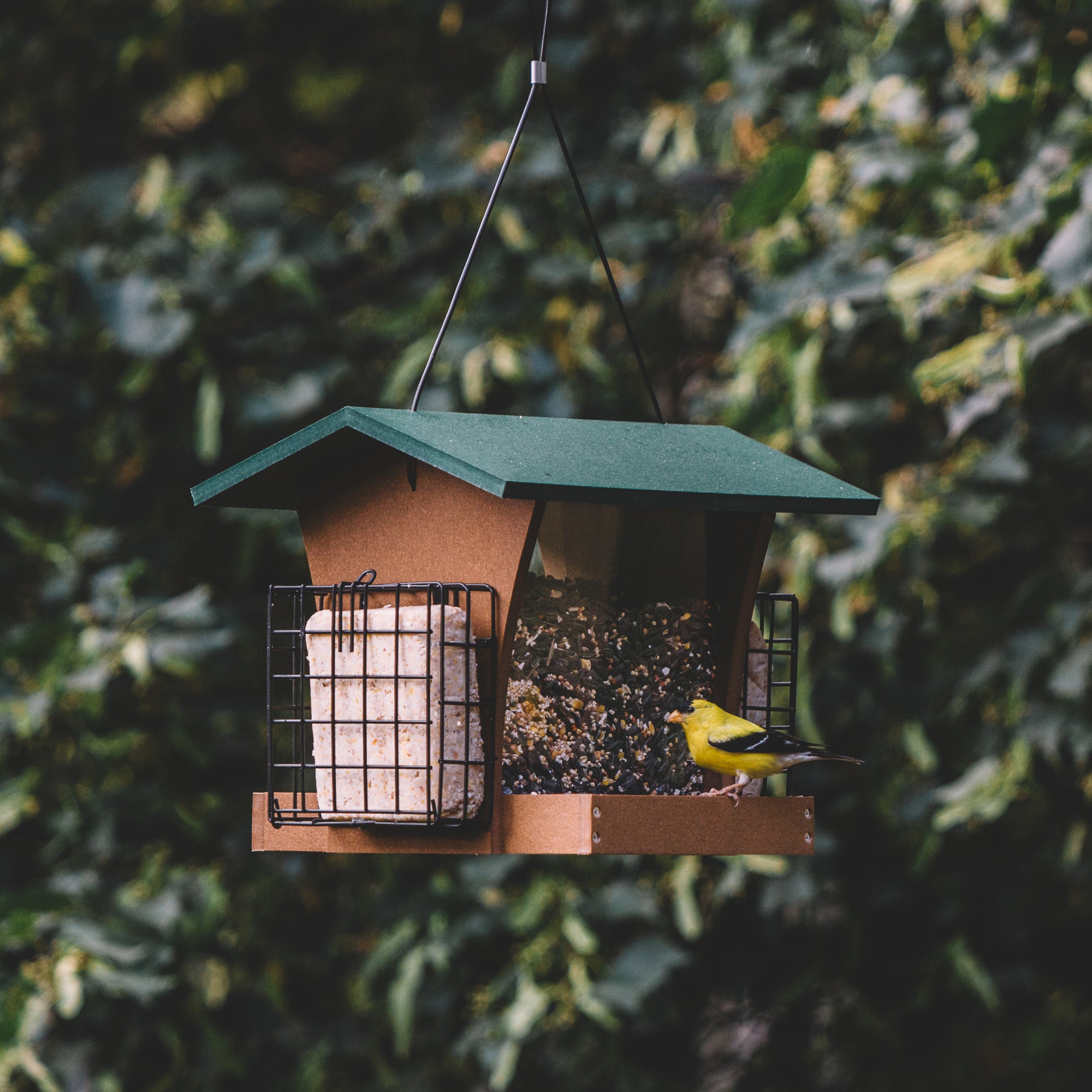 Backyard Expressions SIERRA Plastic Lumber Bird Feeder w/ Suet Cages