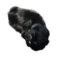 thumbnail image 1 of Transemion Wide Application Emulation Sleeping Breathing Cat For Soft Touch Safe Decoration black 1Set, 1 of 6