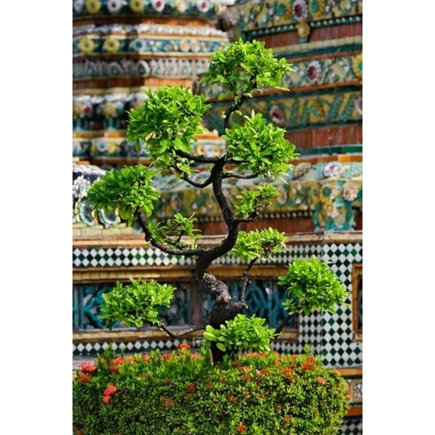 Bonsai tree in front of chedi, Wat Pho, Bangkok, Thailand Poster Print by Adam Jones - Walmart.com - Walmart.com Bonsai tree in front of chedi, Wat Pho, Bangkok, Thailand Poster Print by Adam Jones - Walmart.com - Walmart.com