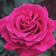 thumbnail image 2 of Heirloom Roses Purple Rose Plant - Big Purple® Hybrid Tea Rose Bush, 2 of 2