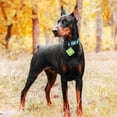 thumbnail image 4 of Collar reflectante de nailon Joioda Scooby para disfraz de Halloween para perros, 4 of 7
