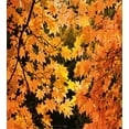 thumbnail image 3 of Fall Duvet Cover Set, Vibrant Leaves of Autumn Maple Tree Branches with Sunbeams Seasonal Nature, Decorative 3 Piece Bedding Set with 2 Pillow Shams, King Size, Orange Yellow Brown, by Ambesonne, 3 of 3
