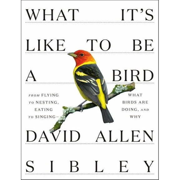 Sibley Guides What It's Like to Be a Bird: From Flying to Nesting, Eating to Singing--What Birds Are Doing, and Why, (Hardcover)