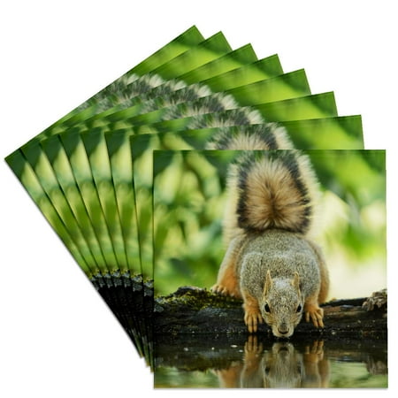 3drose, Eastern Fox Squirrel, Adult Drinking, Hill Country, Texas, Set of 8 Ceramic Tile Coasters
