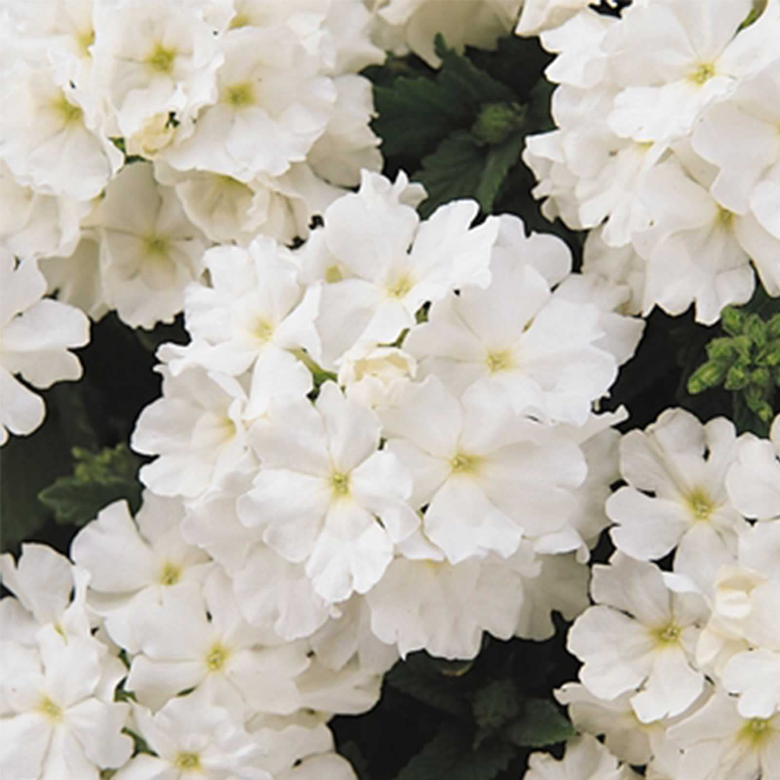 White Verbena Flower