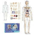 thumbnail image 1 of Learning Educational Toys Human Skeleton Models 29 Pas 3D Anatomy Models Kit Suitable For Kids 6+, 1 of 8