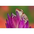 thumbnail image 2 of Flaherty, Dennis 32x23 White Modern Wood Framed Museum Art Print Titled - Borneo Close-up of Cinnamon Ttree Frog, 2 of 4