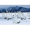 thumbnail image 2 of Goff, Ellen 14x11 Gold Ornate Wood Framed with Double Matting Museum Art Print Titled - Japan-Hokkaido A group of whooper swans stand on the ice, 2 of 4