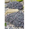 thumbnail image 2 of Sunsparkler® Blue Elf Sedum - Stonecrop-Magic in the Sun- Live Plant - Quart Pot, 2 of 3