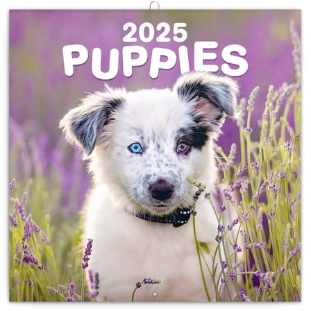 Calendar 2024-2025, Puppies Wall Calendar, Monthly Calendar, 16 Month Hanging Calendar Sep 2024 - Dec 2025, 12x12 in.