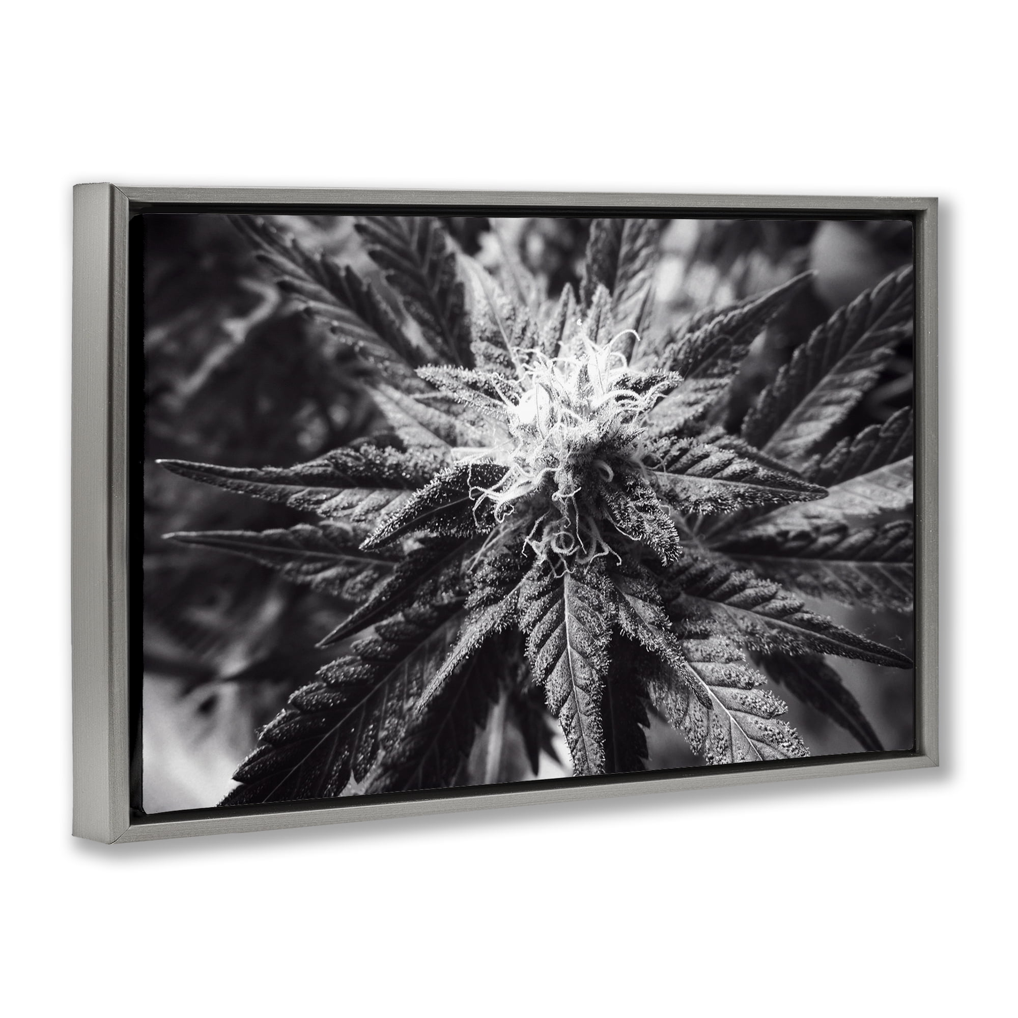 Stupell Industries Dark Cannabis Flower Plants & Flowers Painting Gray Floater Framed Canvas Art Print Wall Art, 25 x 17