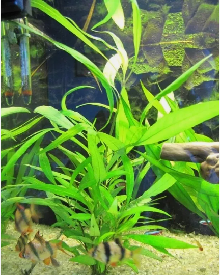 Hygrophila Angustifolia – Easy Live Freshwater Aquarium Plant for Fish Tanks